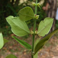 Azima tetracantha Lam.